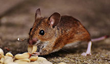 24 Hour & Emergency Exterminators in Longwood University, VA